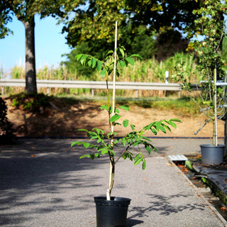 Walnuss 'Weinheimer/139' (Juglans regia)