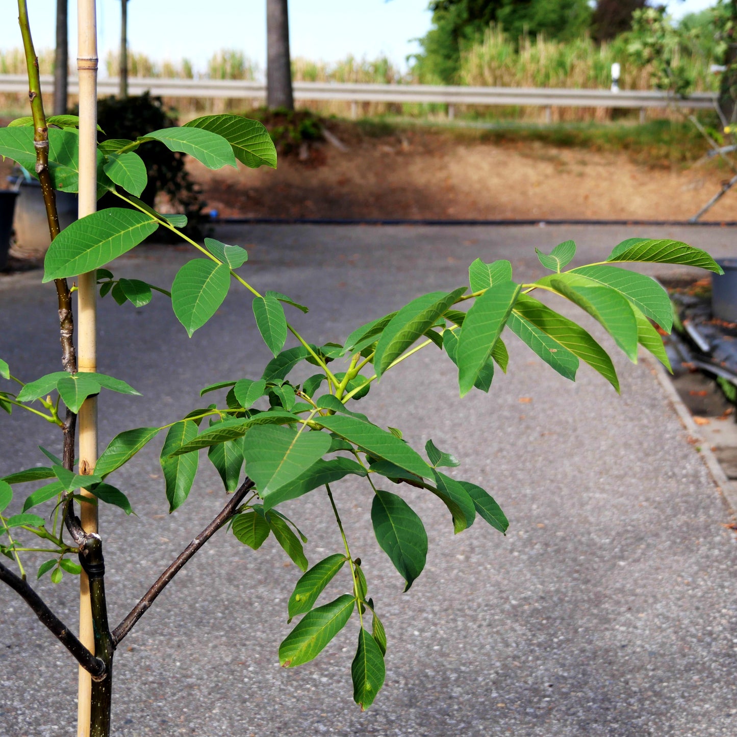 Walnuss 'Weinheimer/139' (Juglans regia)
