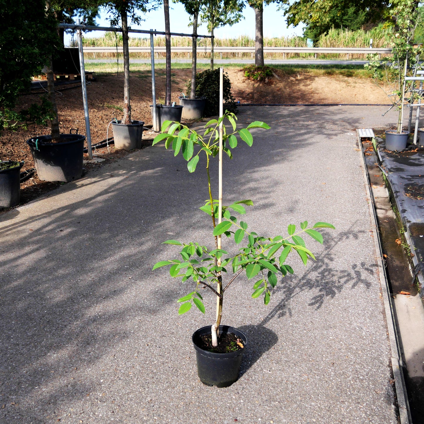 Walnuss 'Weinheimer/139' (Juglans regia)