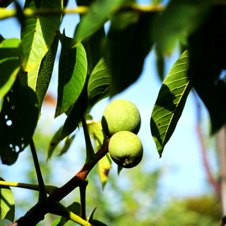 Walnuss 'Wunder v.Monrepos' (Juglans regia)