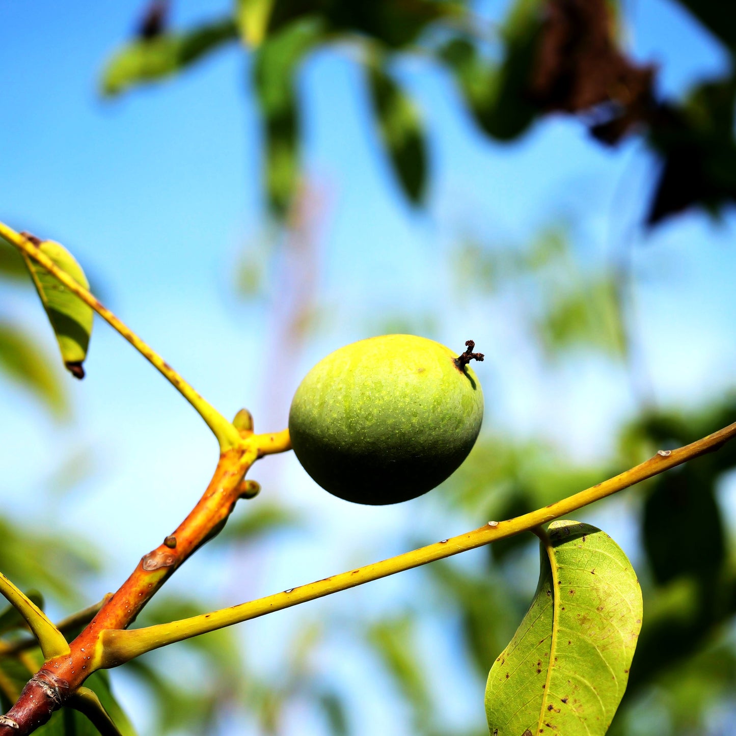Walnuss 'Wunder v.Monrepos' (Juglans regia)