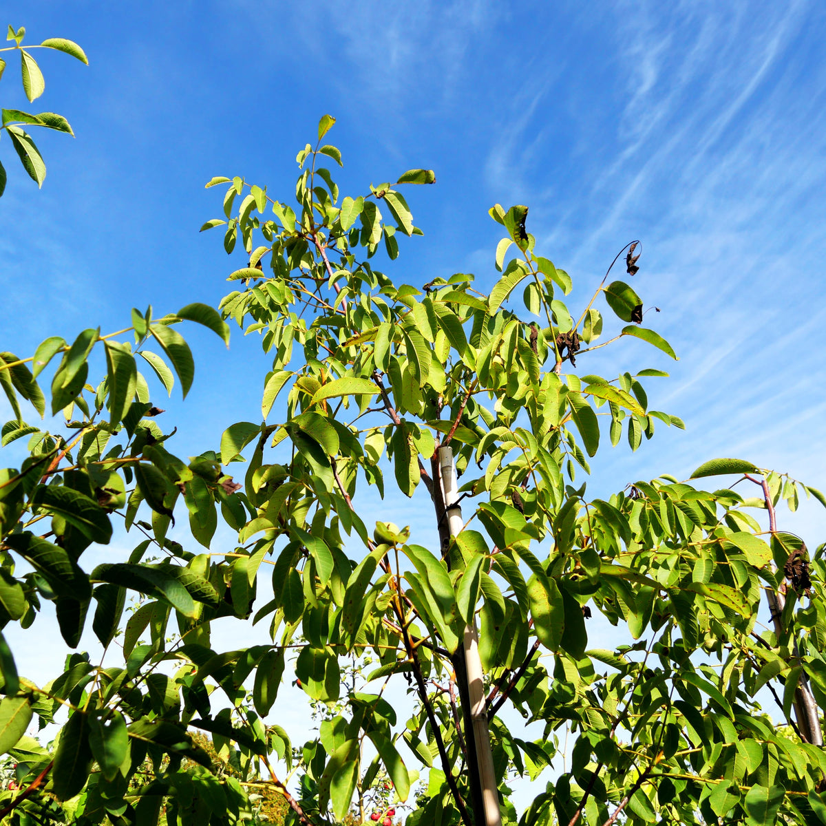 Walnuss 'Wunder v.Monrepos' (Juglans regia)