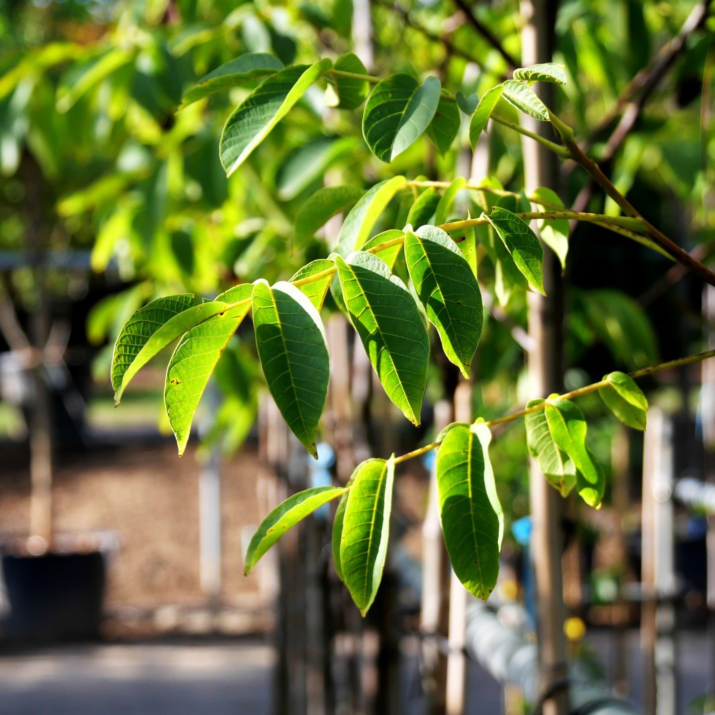 Walnuss 'Wunder v.Monrepos' (Juglans regia)