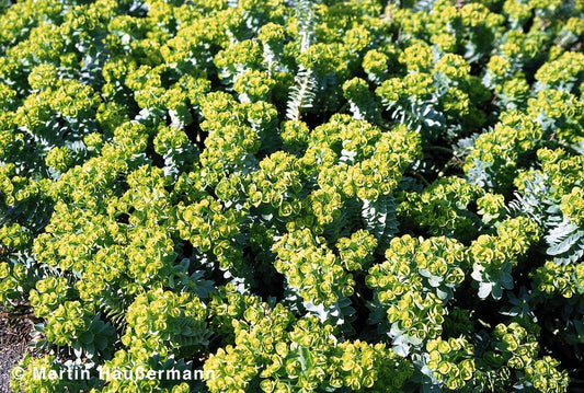 Walzen-Wolfsmilch (Euphorbia myrsinites)
