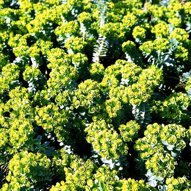 Walzen-Wolfsmilch (Euphorbia myrsinites)