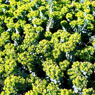 Walzen-Wolfsmilch (Euphorbia myrsinites)