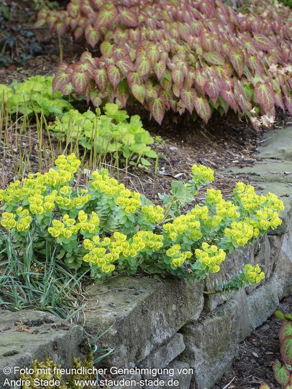 Walzen-Wolfsmilch (Euphorbia myrsinites)