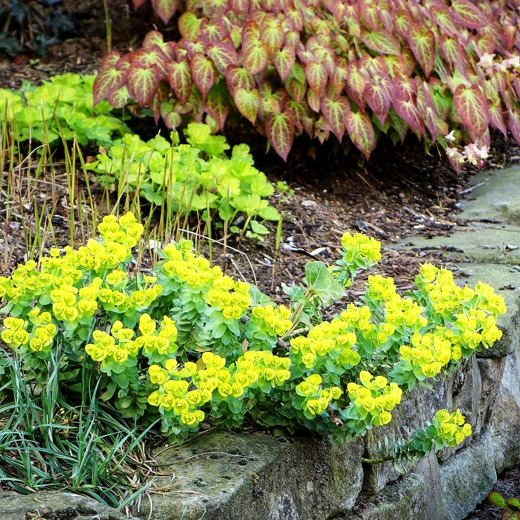 Walzen-Wolfsmilch (Euphorbia myrsinites)