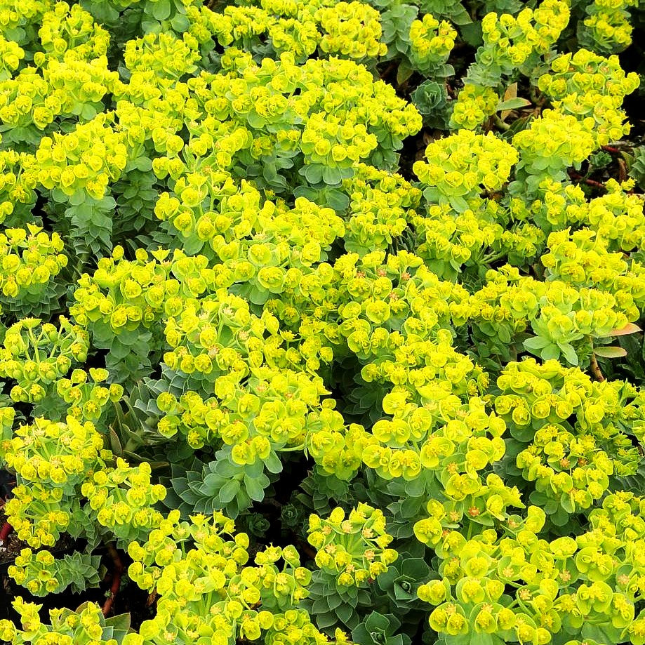Walzen-Wolfsmilch (Euphorbia myrsinites)