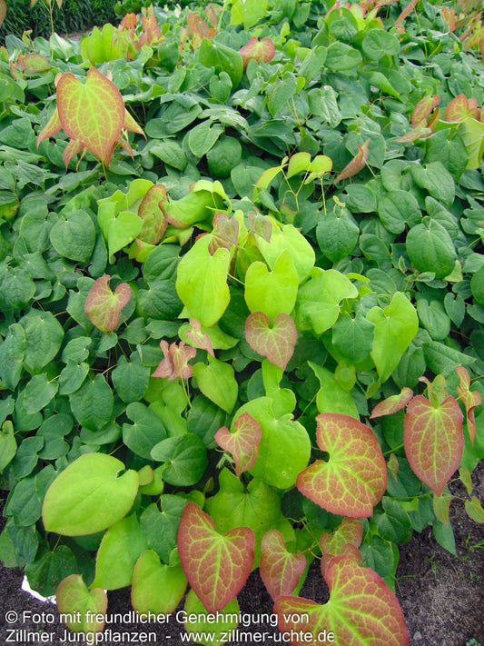 Warley-Elfenblume 'Orangekönigin' (Epimedium x warleyense)