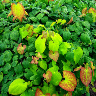 Warley-Elfenblume 'Orangekönigin' (Epimedium x warleyense)