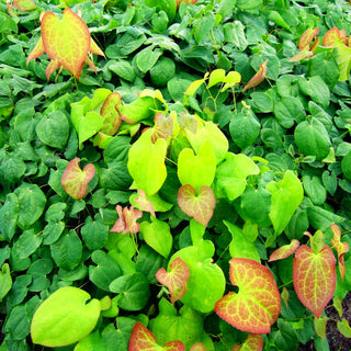 Warley-Elfenblume 'Orangekönigin' (Epimedium x warleyense)