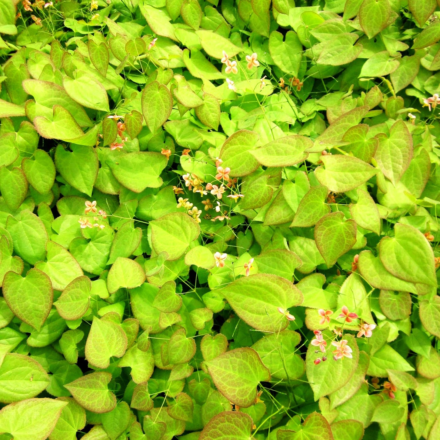 Warley-Elfenblume 'Orangekönigin' (Epimedium x warleyense)