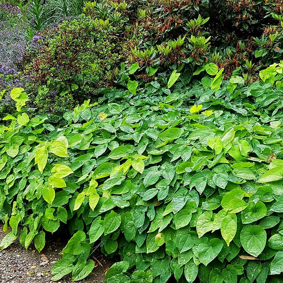 Warley-Elfenblume 'Orangekönigin' (Epimedium x warleyense)