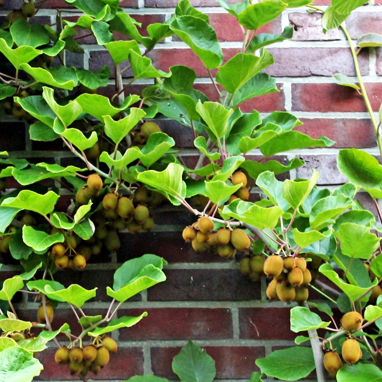 Weibliche Kiwi 'Hayward' (Actinidia chinensis)
