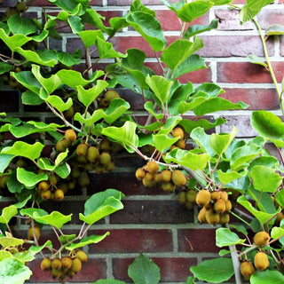 Weibliche Kiwi 'Hayward' (Actinidia chinensis)