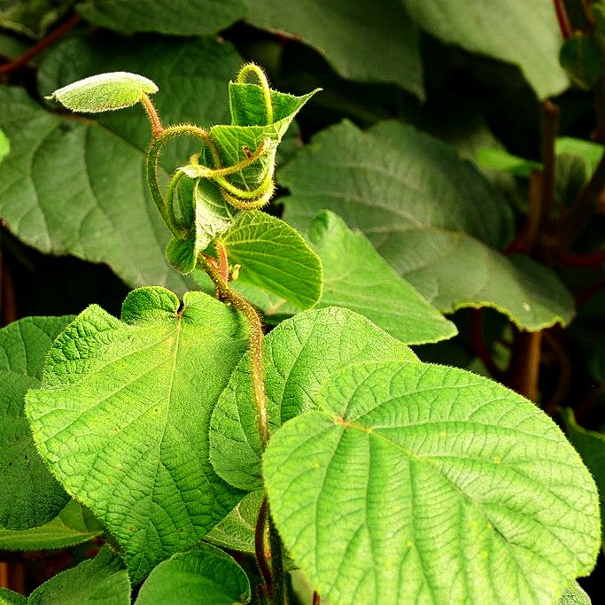 Weibliche Kiwi 'Hayward' (Actinidia chinensis)
