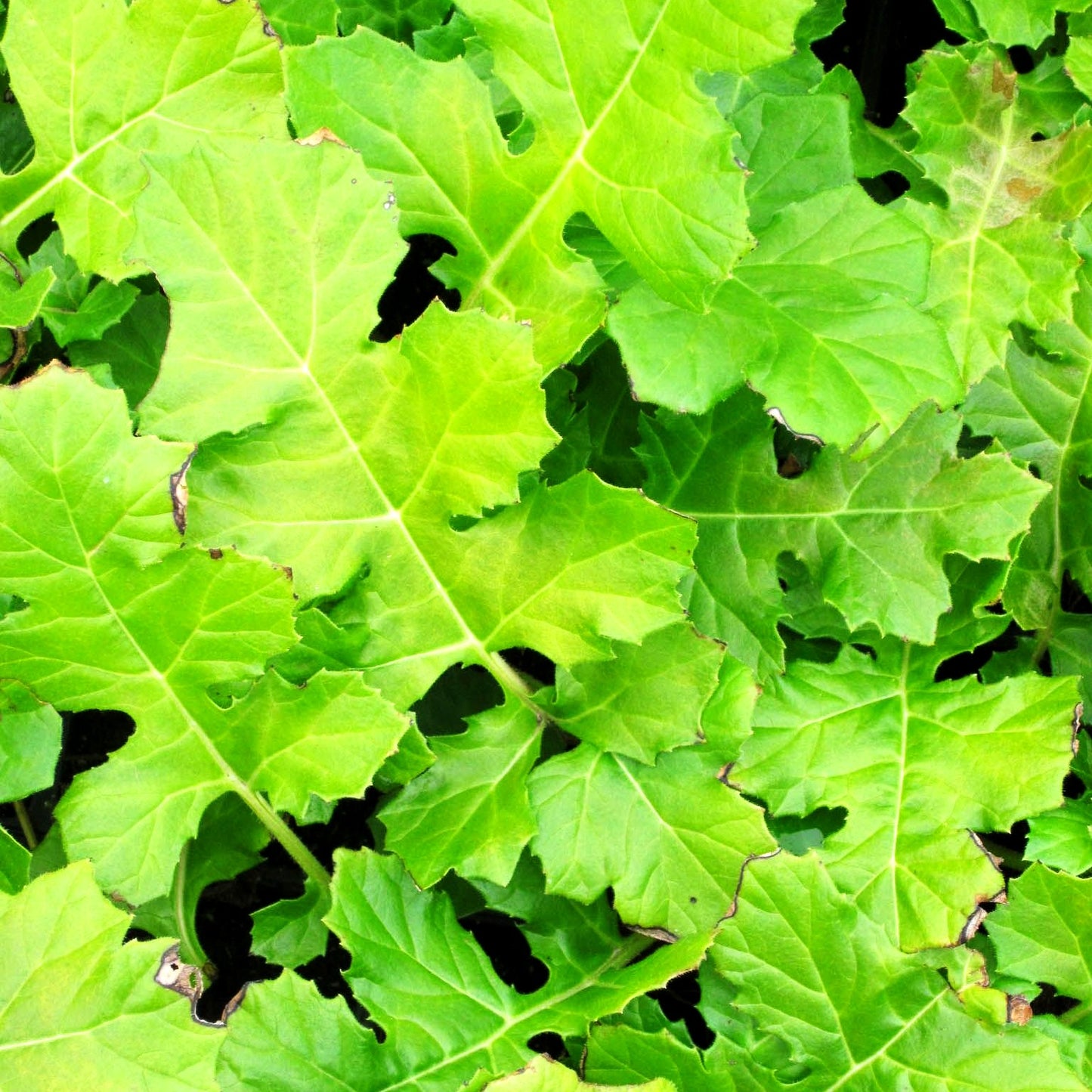 Weiche Bärenklaue (Acanthus mollis)