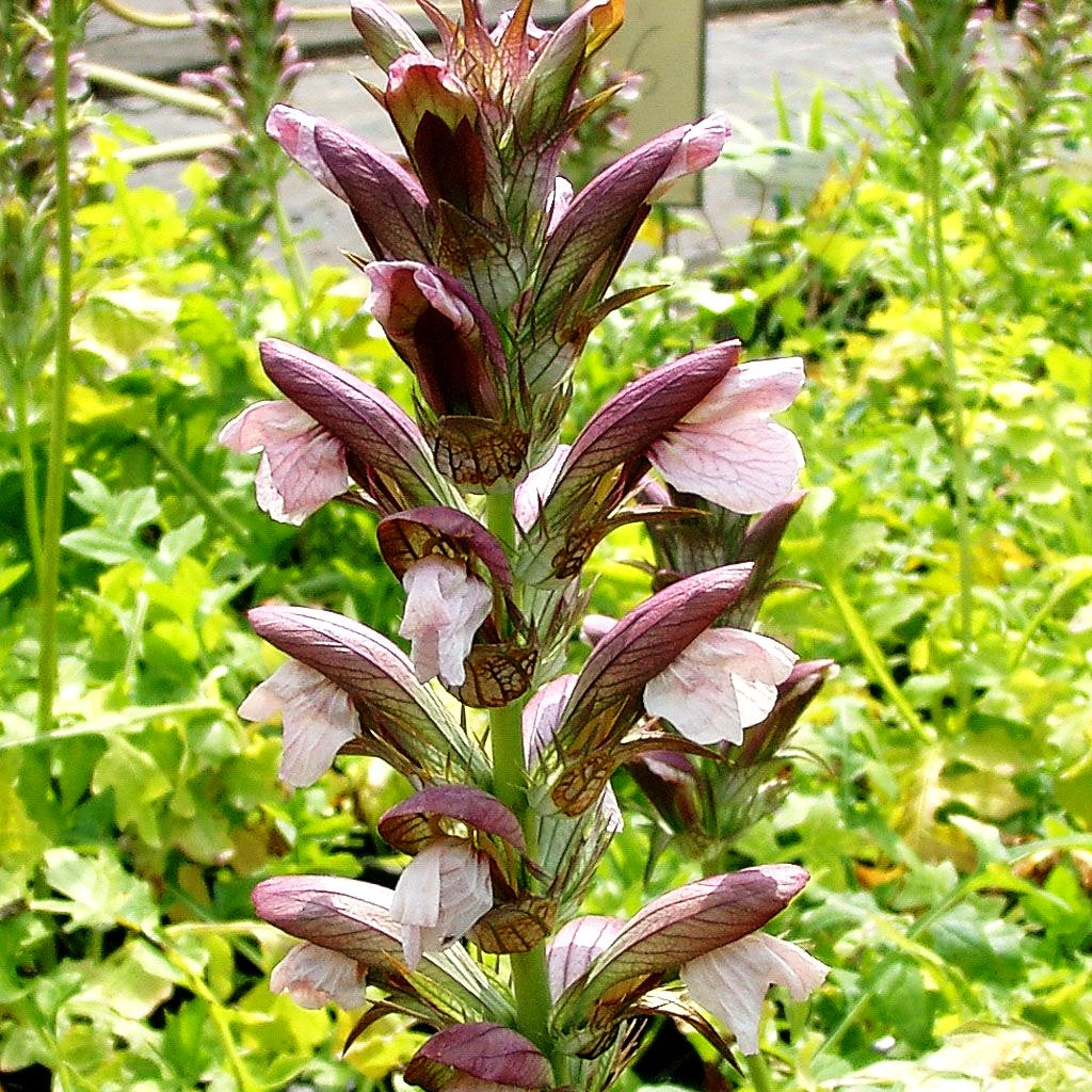 Weiche Bärenklaue (Acanthus mollis)
