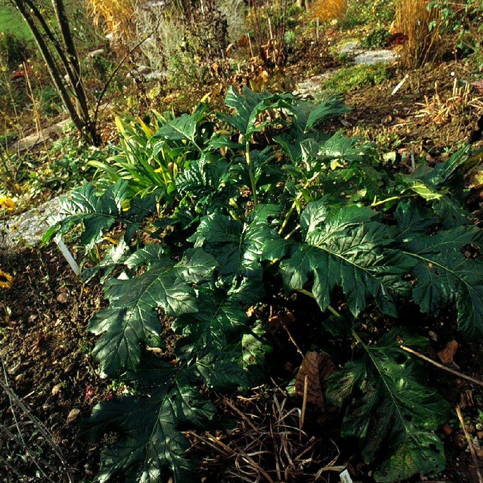 Weiche Bärenklaue (Acanthus mollis)