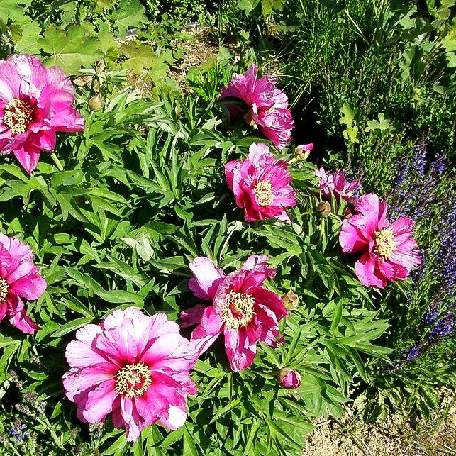 Weiche Pfingstrose (Paeonia mollis)