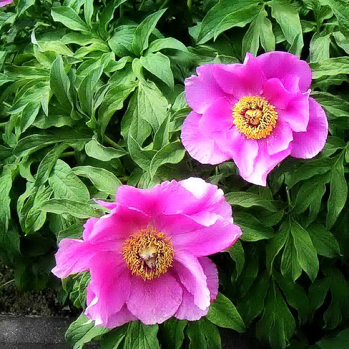 Weiche Pfingstrose (Paeonia mollis)