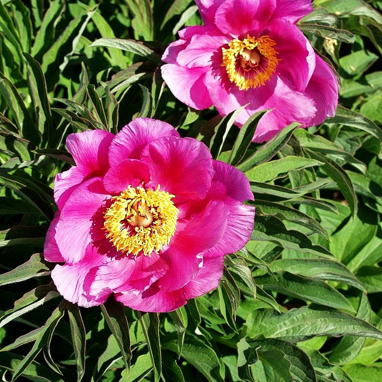 Weiche Pfingstrose (Paeonia mollis)