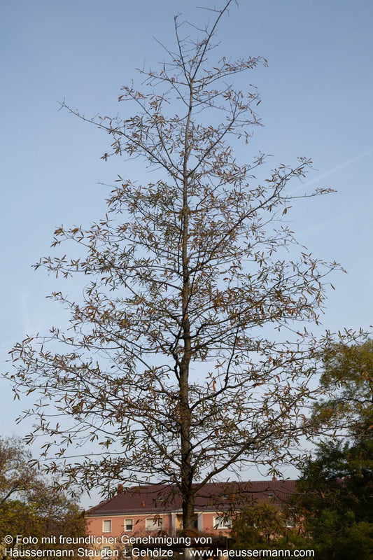 Weiden-Eiche (Quercus phellos)