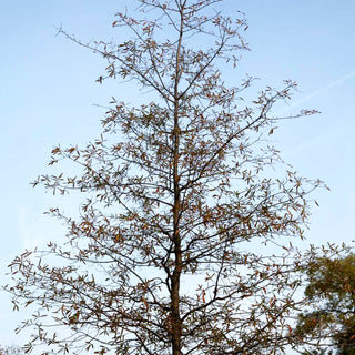 Weiden-Eiche (Quercus phellos)