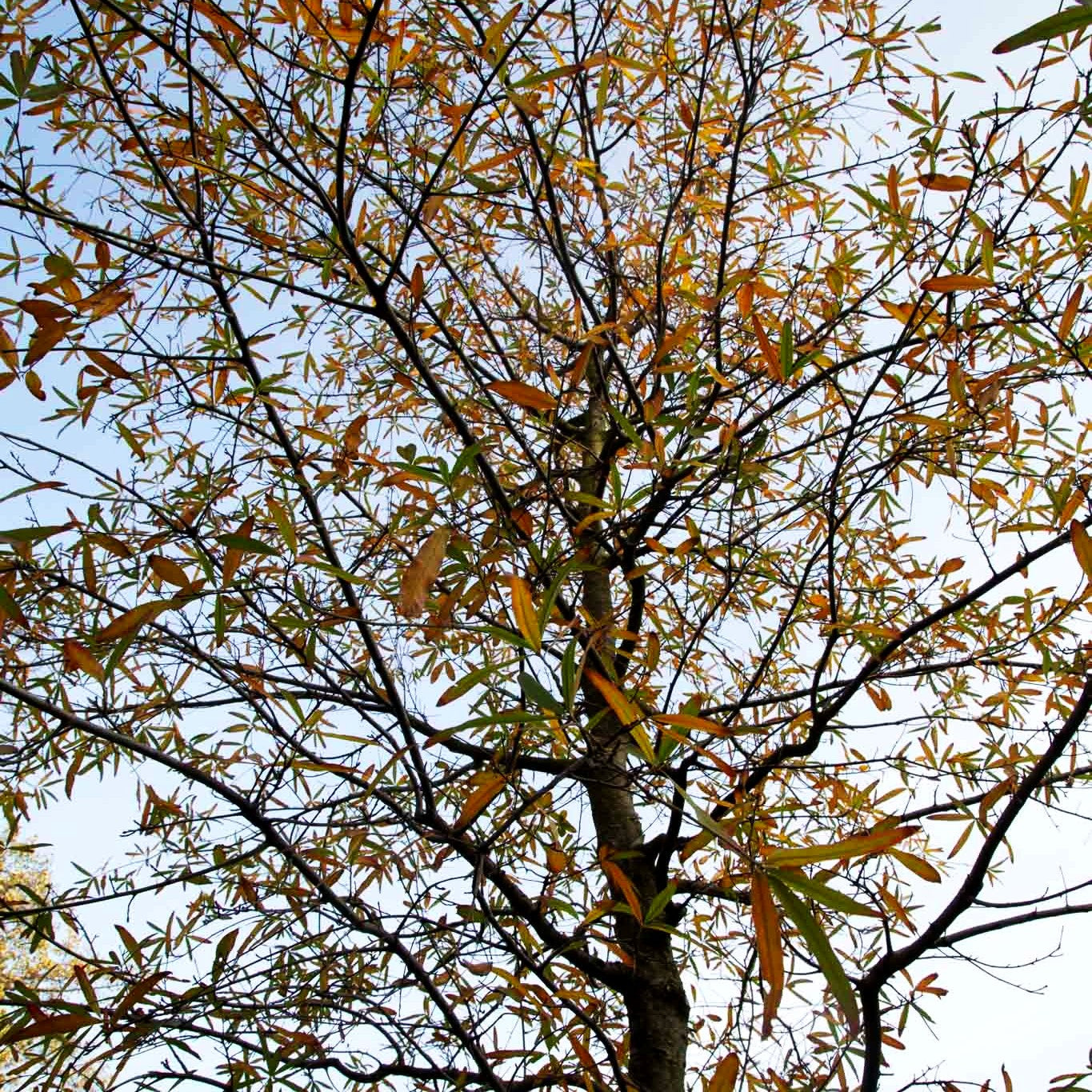 Weiden-Eiche (Quercus phellos)