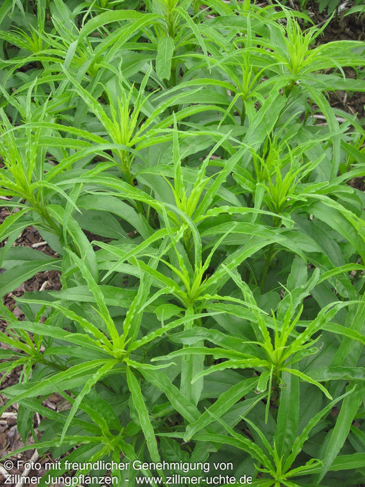 Weidenblättrige Sonnenblume (Helianthus salicifolius var.orgyalis)