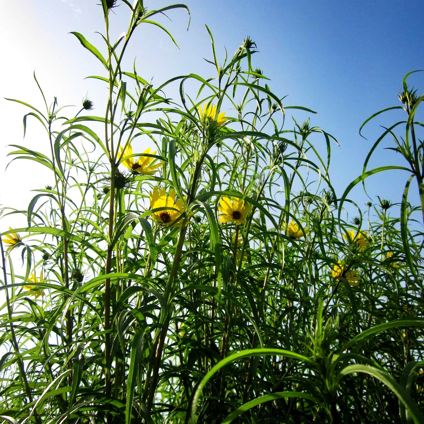 Weidenblättrige Sonnenblume (Helianthus salicifolius var.orgyalis)