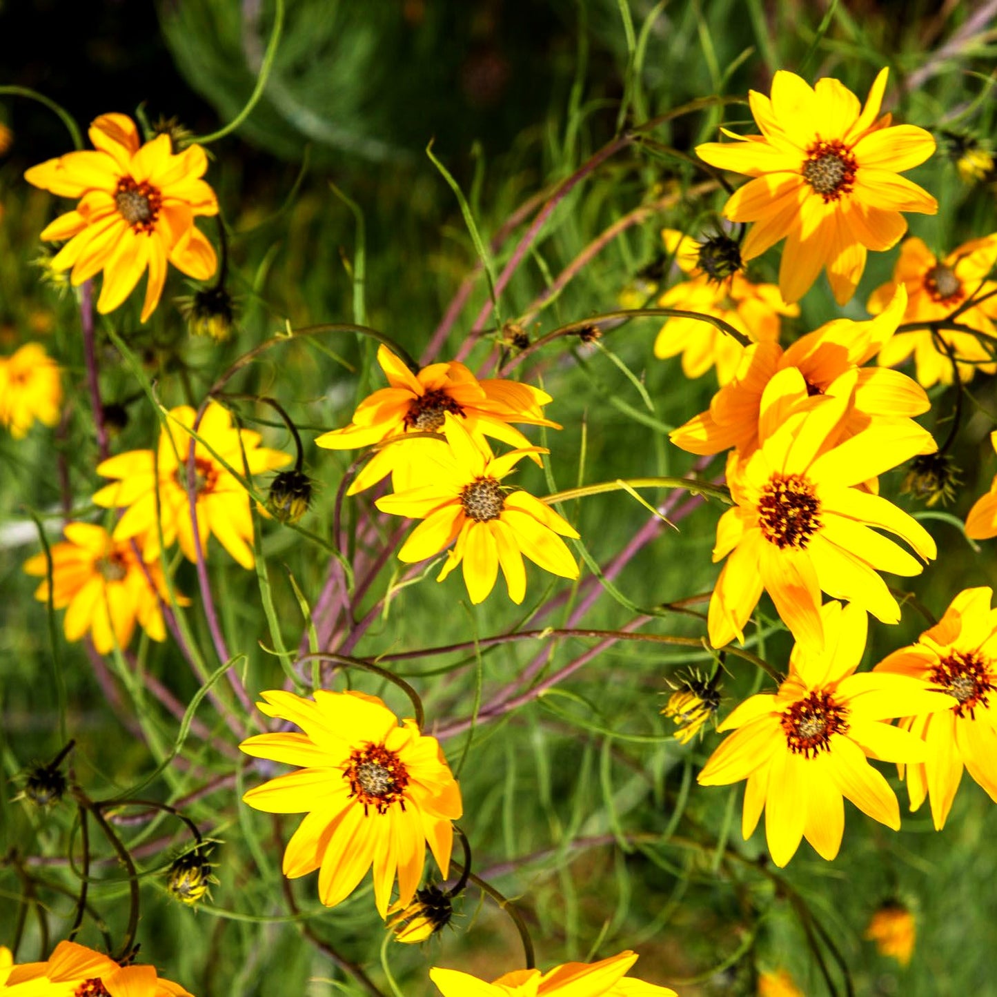 Weidenblättrige Sonnenblume (Helianthus salicifolius)