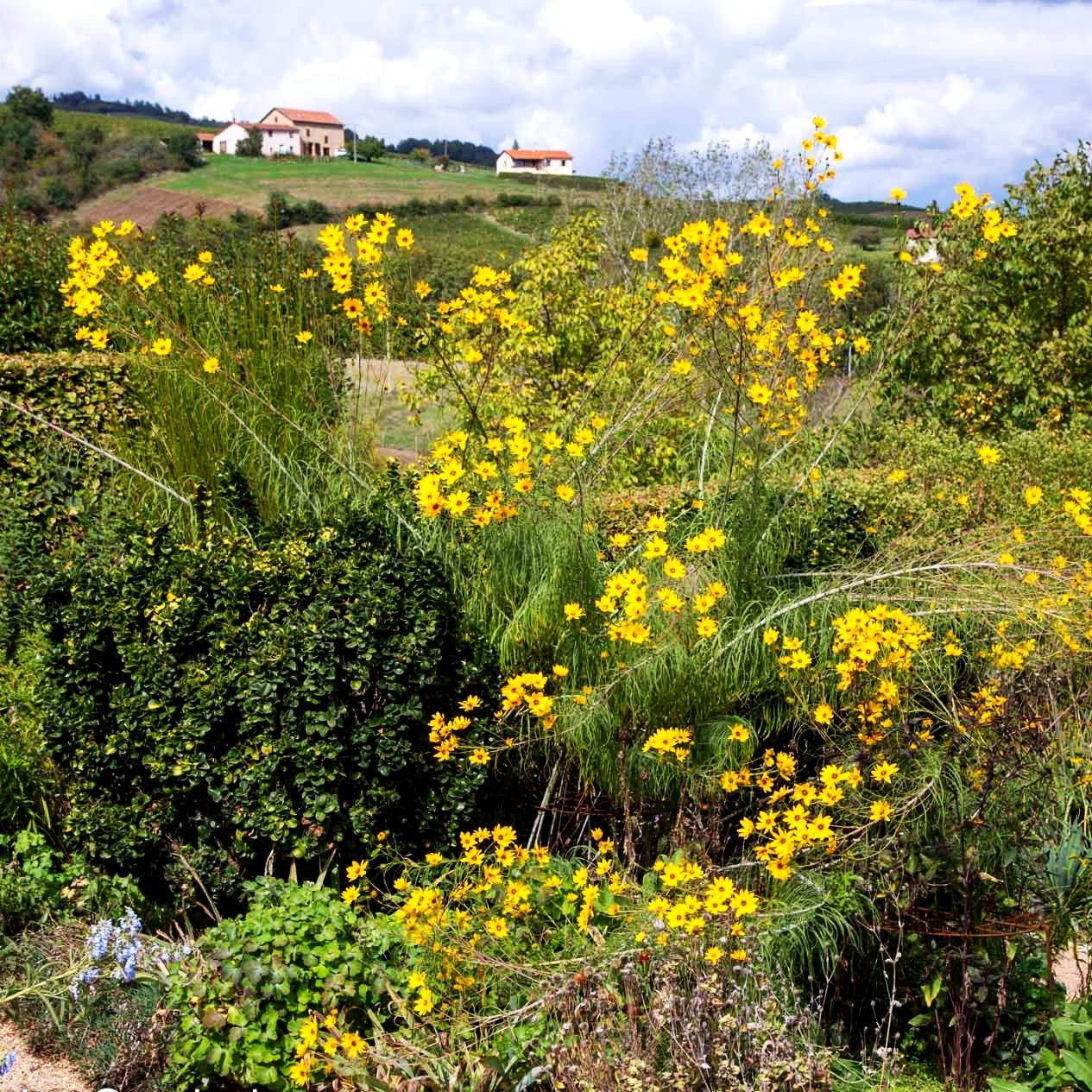 Weidenblättrige Sonnenblume (Helianthus salicifolius)