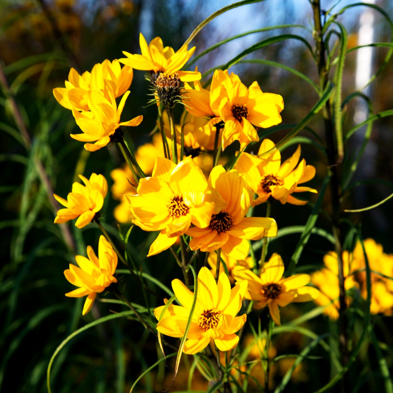 Weidenblättrige Sonnenblume (Helianthus salicifolius)