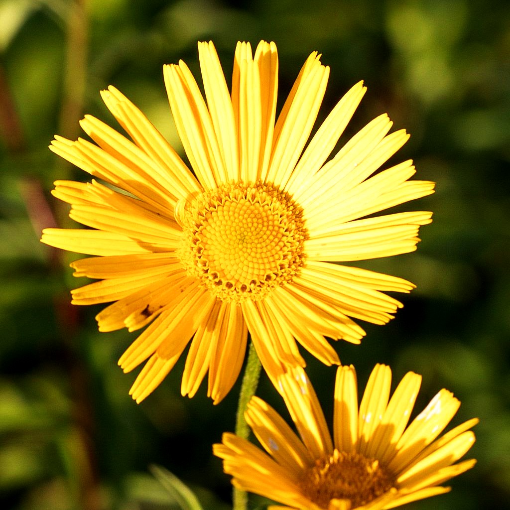 Weidenblättriges Ochsenauge 'Alpengold' (Buphthalmum salicifolium)