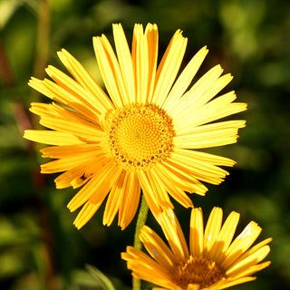 Weidenblättriges Ochsenauge 'Alpengold' (Buphthalmum salicifolium)