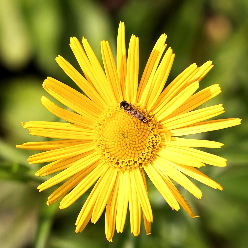 Weidenblättriges Ochsenauge 'Alpengold' (Buphthalmum salicifolium)