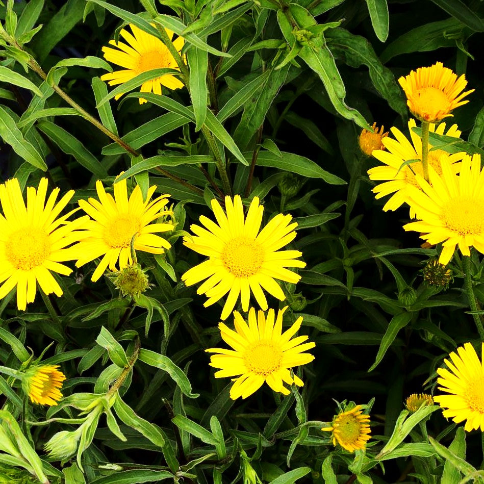 Weidenblättriges Ochsenauge 'Alpengold' (Buphthalmum salicifolium)