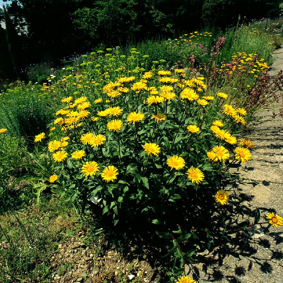 Weidenblättriges Ochsenauge 'Alpengold' (Buphthalmum salicifolium)
