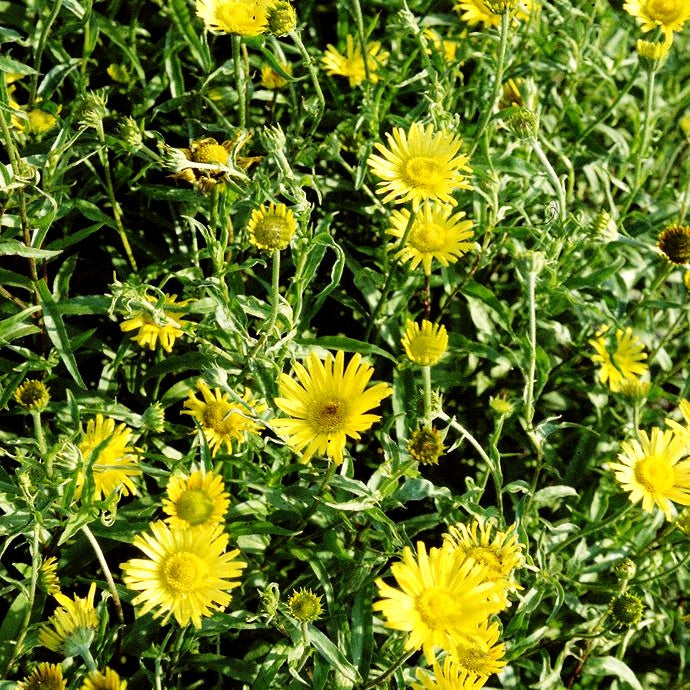 Weidenblättriges Rindsauge (Buphthalmum salicifolium)