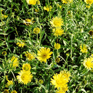 Weidenblättriges Rindsauge (Buphthalmum salicifolium)
