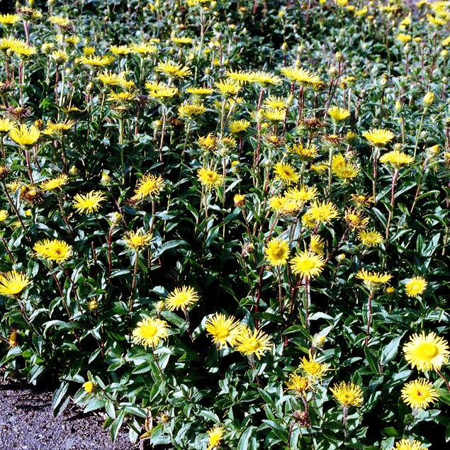 Weidenblättriges Rindsauge (Buphthalmum salicifolium)