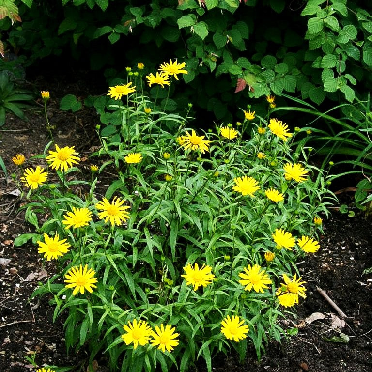 Weidenblättriges Rindsauge (Buphthalmum salicifolium)