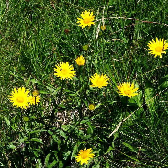 Weidenblättriges Rindsauge (Buphthalmum salicifolium)