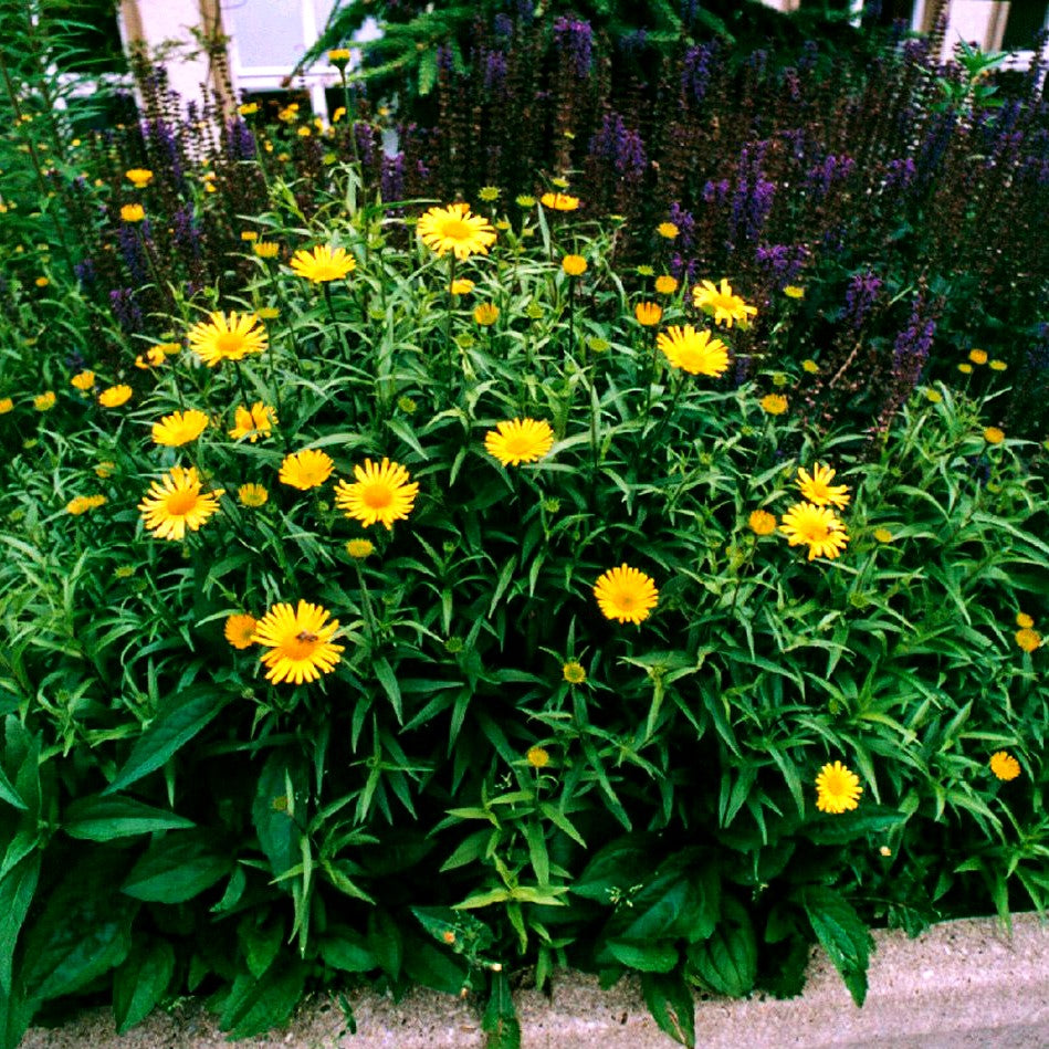 Weidenblättriges Rindsauge (Buphthalmum salicifolium)