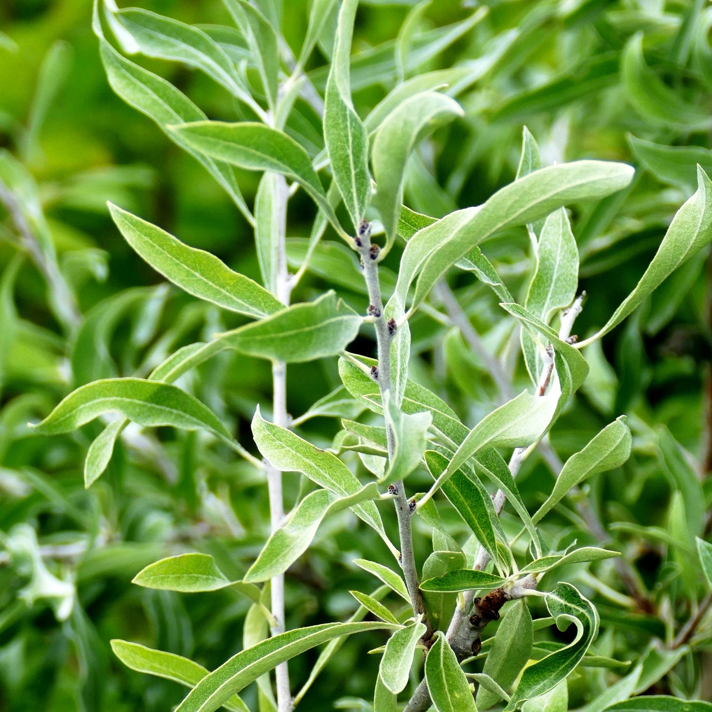 Weidenblatt-Birne, Silber-Birne (Pyrus salicifolia)