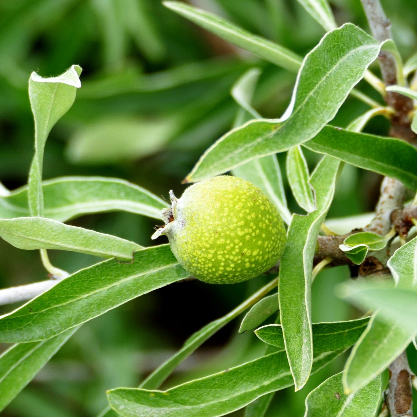 Weidenblatt-Birne, Silber-Birne (Pyrus salicifolia)