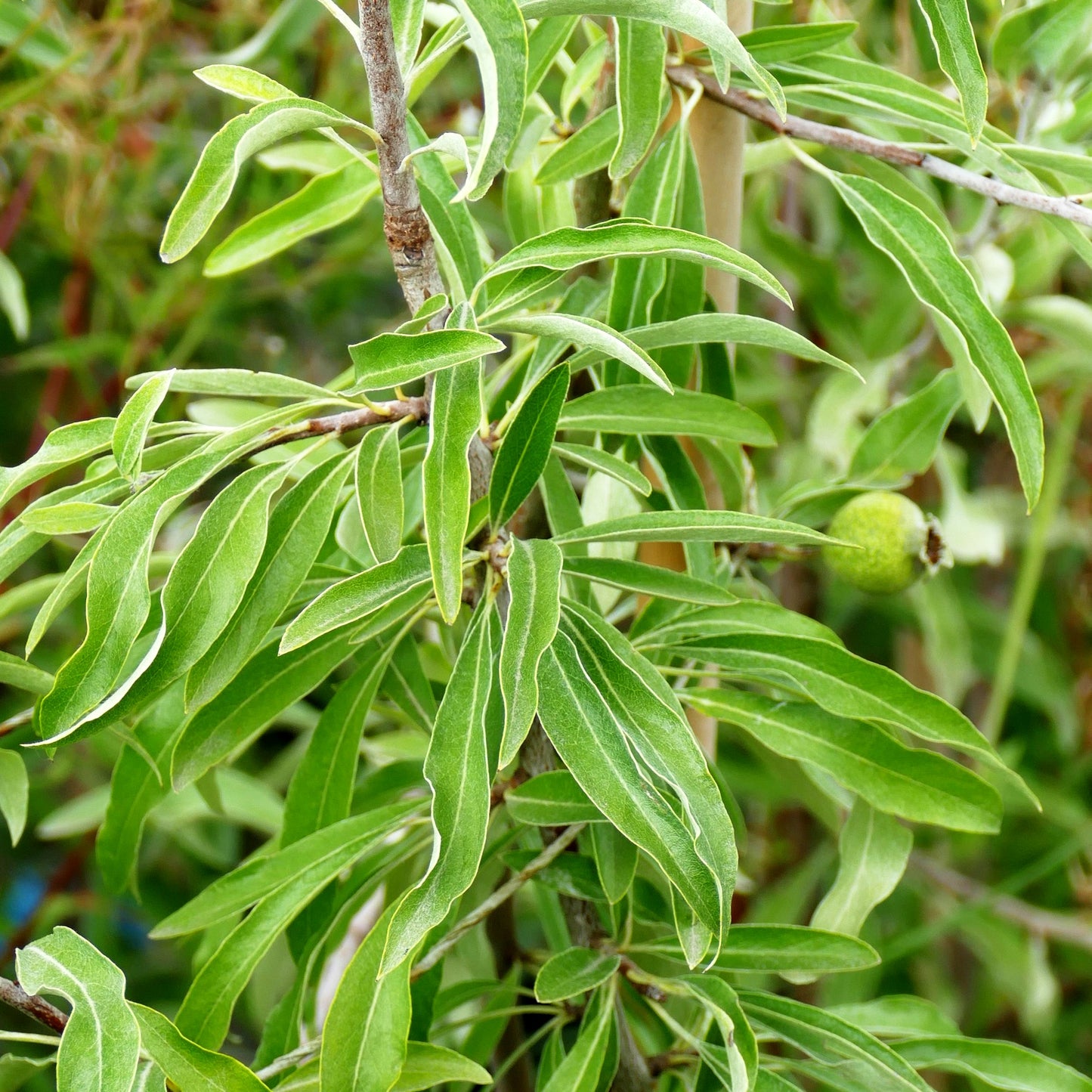 Weidenblatt-Birne, Silber-Birne (Pyrus salicifolia)