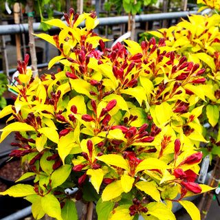 Weigelie 'Briant Rubidor' (Weigela x cult.)